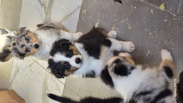 Pastore australiano  | Foto 1