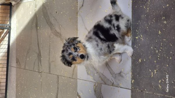 Pastore australiano  | Foto 0