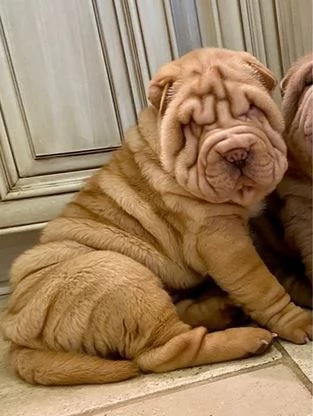 Dispone di cuccioli di Sharpei 