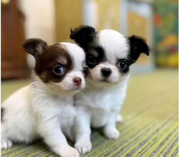 Splendidi cuccioli di Chihuahua