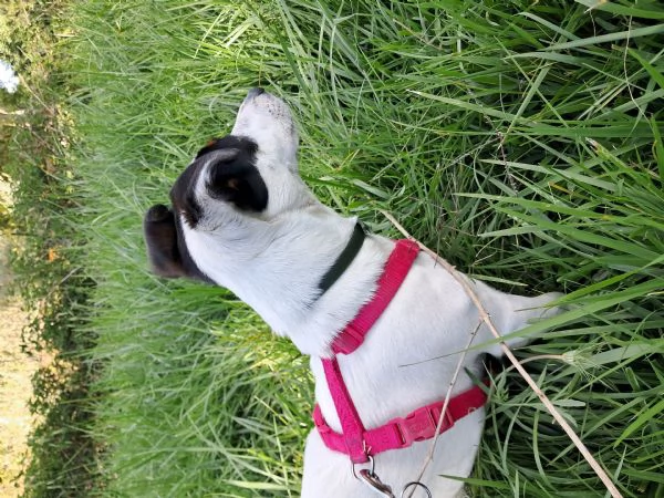 Jack russelterrier femmina | Foto 4