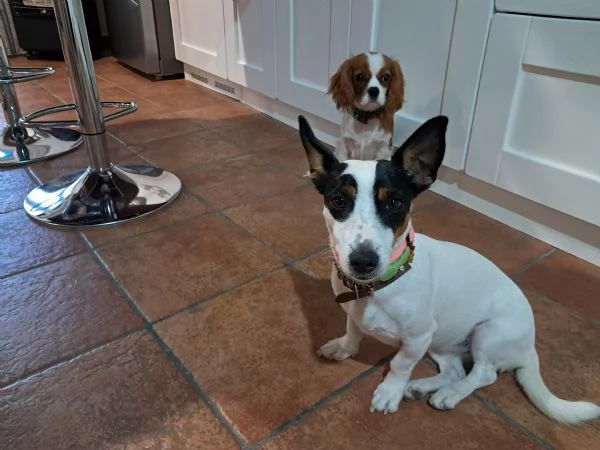 Jack russelterrier femmina | Foto 3