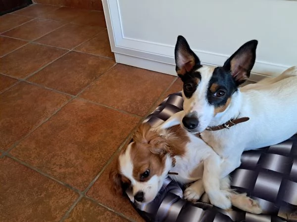 Jack russelterrier femmina | Foto 2