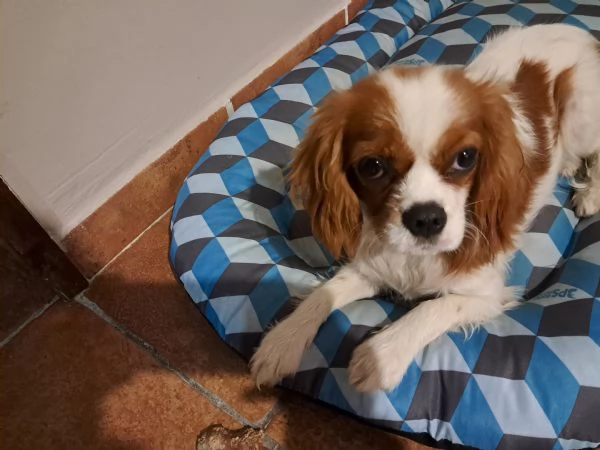 URGENTE; Cavalier king charles spaniel femmina | Foto 0