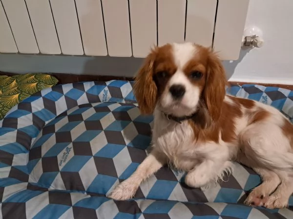 URGENTE; Cavalier king charles spaniel femmina