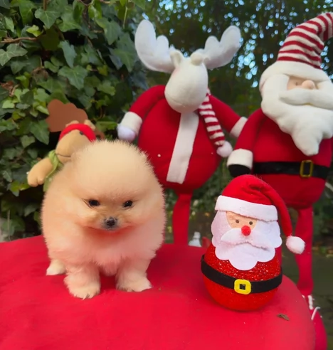 Volpi Pom per natale | Foto 1