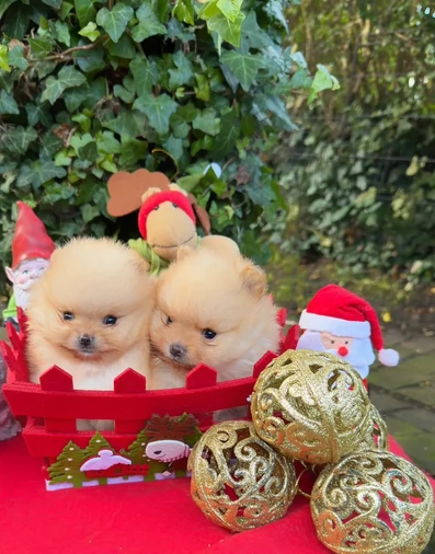 Volpi Pom per natale