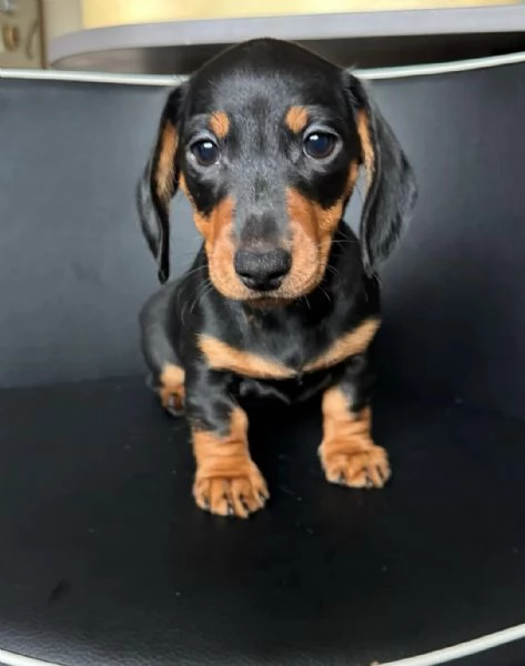 Bellissimi Cuccioli di Bassotto | Foto 1