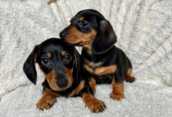 Bellissimi Cuccioli di Bassotto