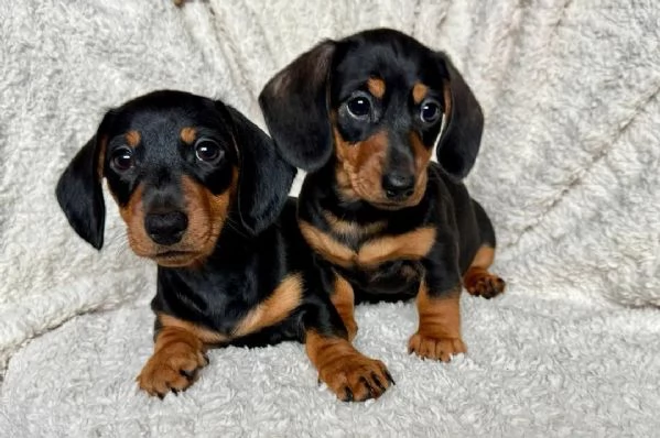 Bellissimi Cuccioli di Bassotto
