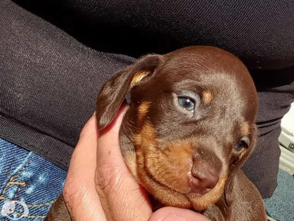 Cuccioli di Bassotto | Foto 3