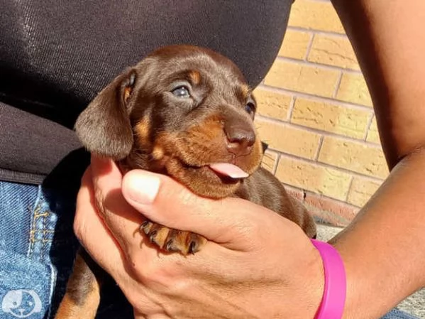 Cuccioli di Bassotto  | Foto 1