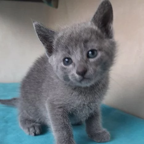 Gattini Blue di Russia