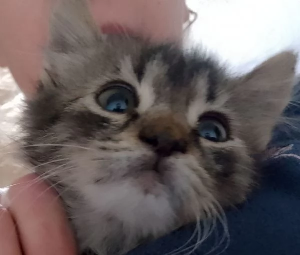 Regalo gattini  | Foto 0