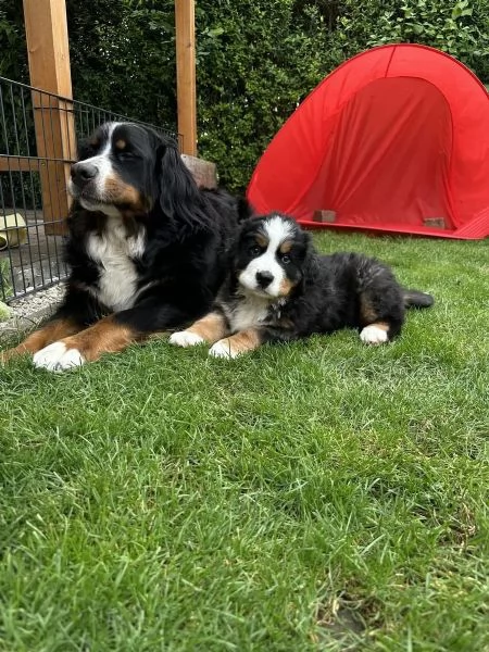 Cuccioli incrocio bovaro del bernese