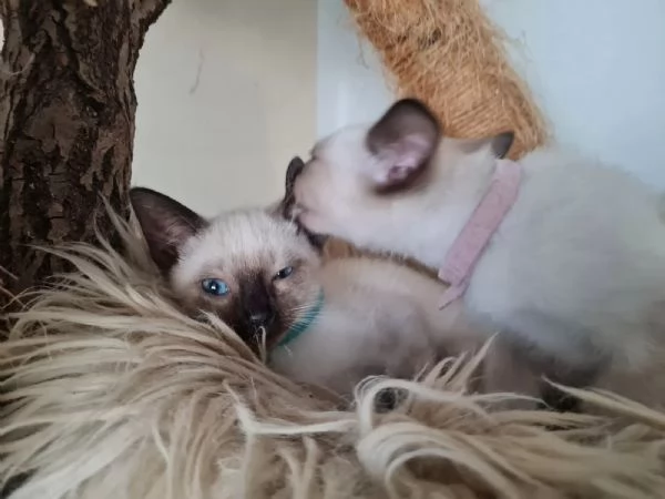 Stupendi cuccioli di gatto siamese dai bellissimi occhi blu e musino dolcissimo, | Foto 1