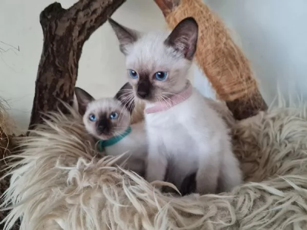 Stupendi cuccioli di gatto siamese dai bellissimi occhi blu e musino dolcissimo,