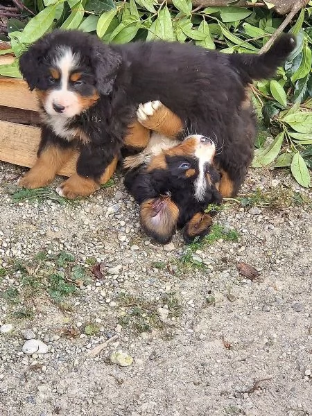 Cuccioli di bovaro del bernese