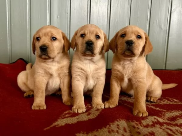 Bellissimi cuccioli di Labrador | Foto 1