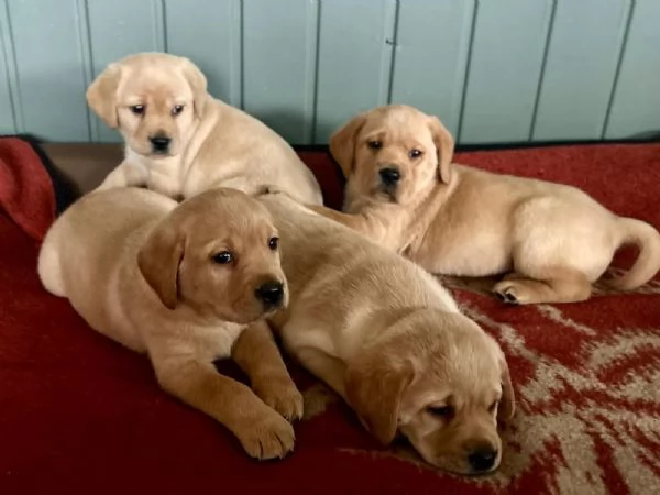 Bellissimi cuccioli di Labrador