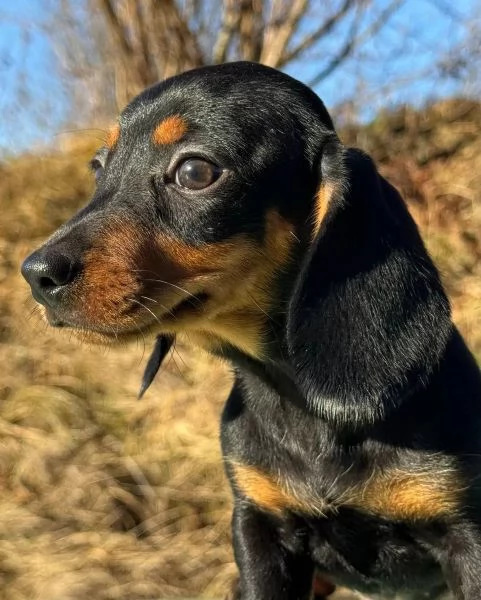 Adorabili cuccioli di Bassotto | Foto 2