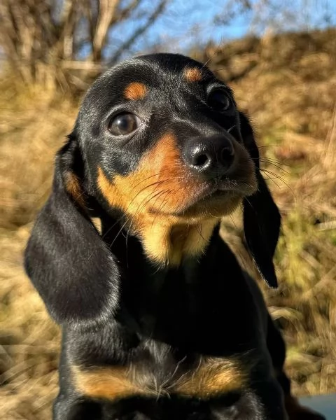 Adorabili cuccioli di Bassotto | Foto 0