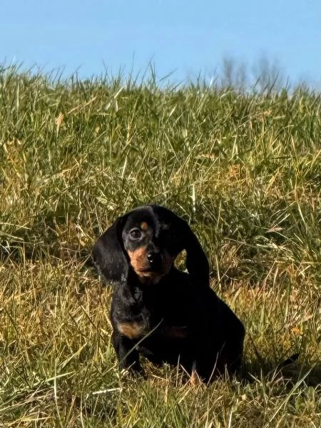 Adorabili cuccioli di Bassotto