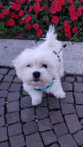 Vendo maltese 