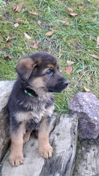 Cuccioli Pastore Tedesco  | Foto 5