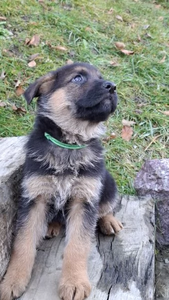 Cuccioli Pastore Tedesco  | Foto 2