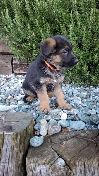 Cuccioli Pastore Tedesco  | Foto 1