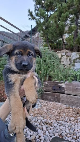 Cuccioli Pastore Tedesco 