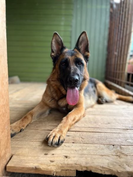 Cuccioli Pastore Tedesco  | Foto 0