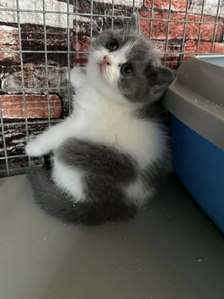Gatti British shorthair