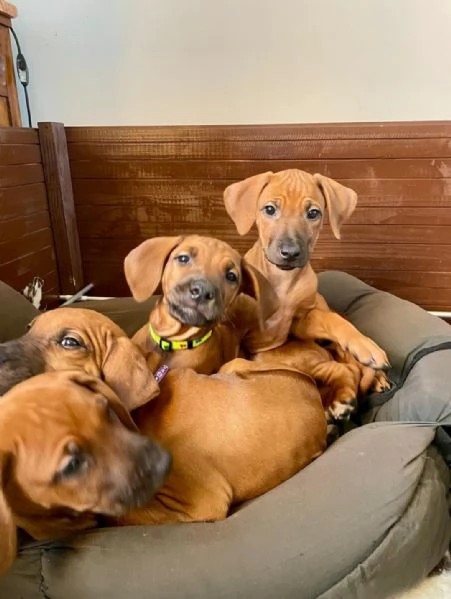 Cuccioli di Rhodesian ridgback  | Foto 0