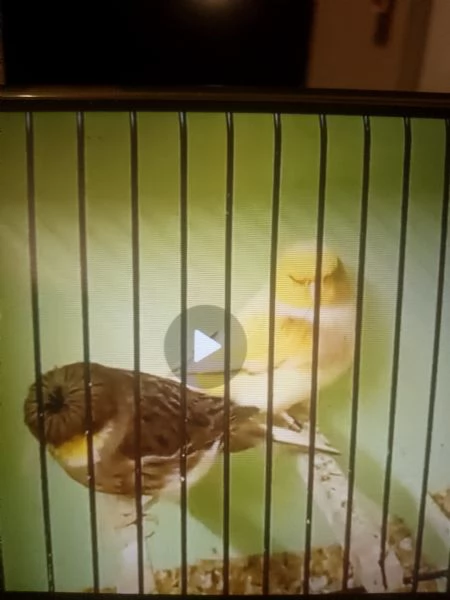 Canarini gloster in vendita | Foto 2