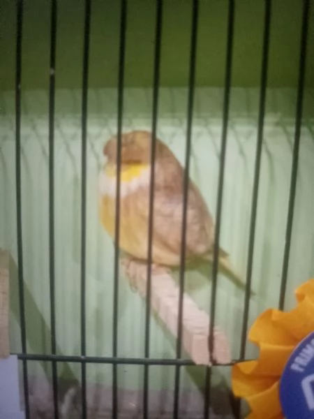 Canarini gloster in vendita