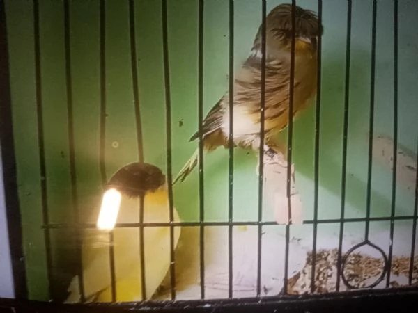 Canarini gloster in vendita | Foto 1