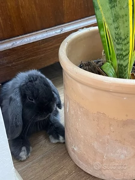 Coniglietto minilop puro