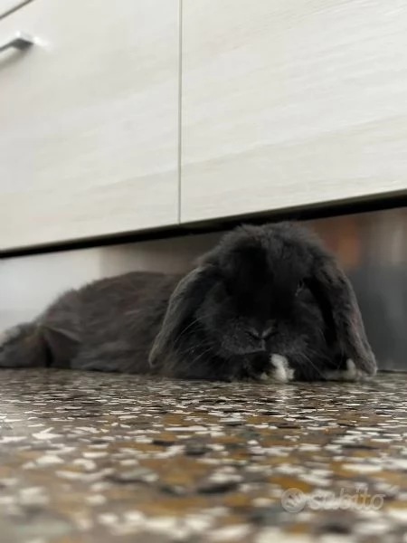 Coniglietto minilop puro | Foto 2