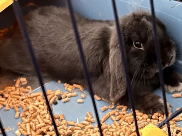 Coniglietto minilop puro | Foto 1