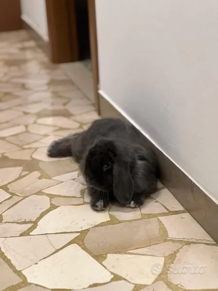 Coniglietto minilop puro | Foto 0