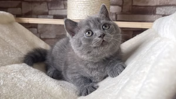 Cuccioli British Shorthair