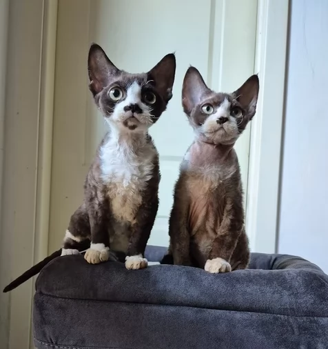 Gattini di Devon Rex