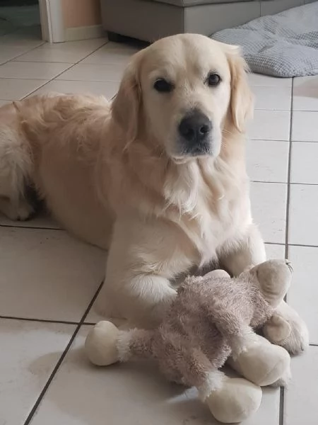 Cuccioli Golden Retriever linea inglese | Foto 1