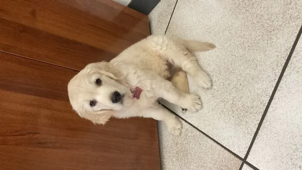 Cuccioli Golden Retriever linea inglese | Foto 0