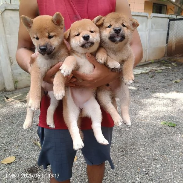 ACQUISTA CUCCIOLI DI SHIBA INU MASCHI E FEMMINE 