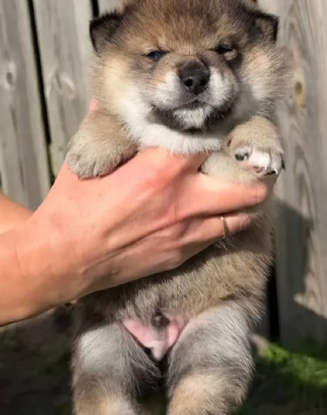 ACQUISTA CUCCIOLI DI SHIBA INU MASCHI E FEMMINE  | Foto 0