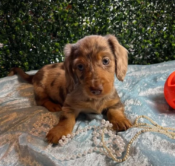 Bassotti nani pomellati a pelo lungo in adozione!