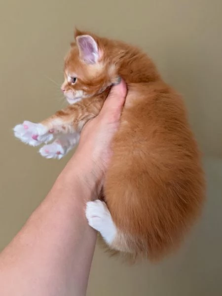 Cuccioli Maine Coon maschi e femmine!! | Foto 0